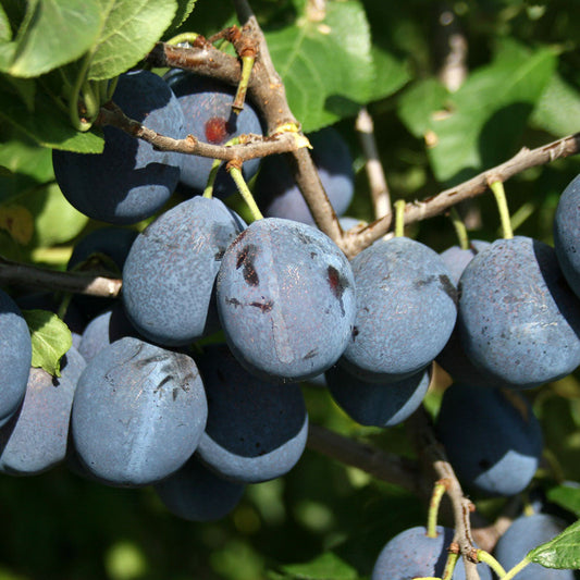 Prunus Merryweather Damson - Merryweather Damson Tree