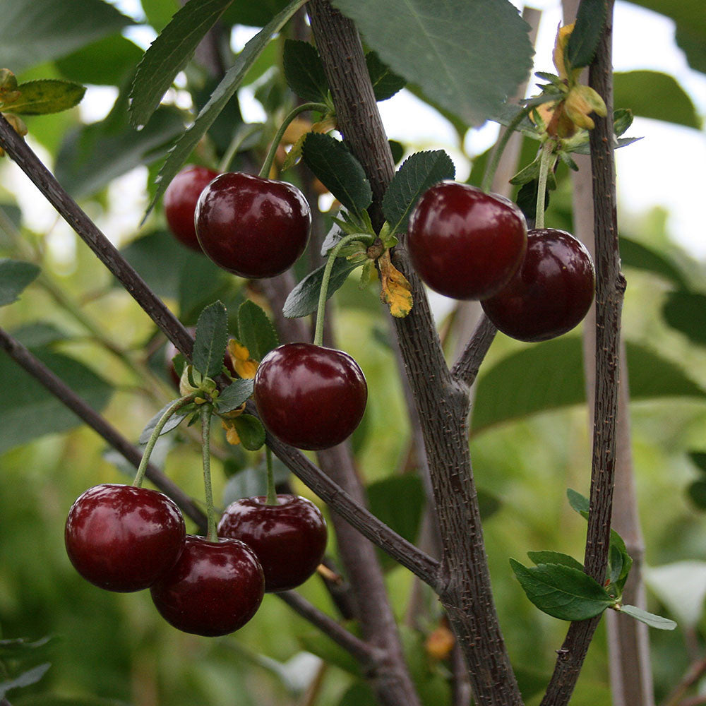 Morollo Prunus Morello - Morello Cherry Tree | Mail Order Trees