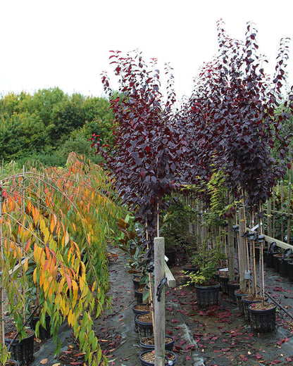 12 Litre Prunus Nigra