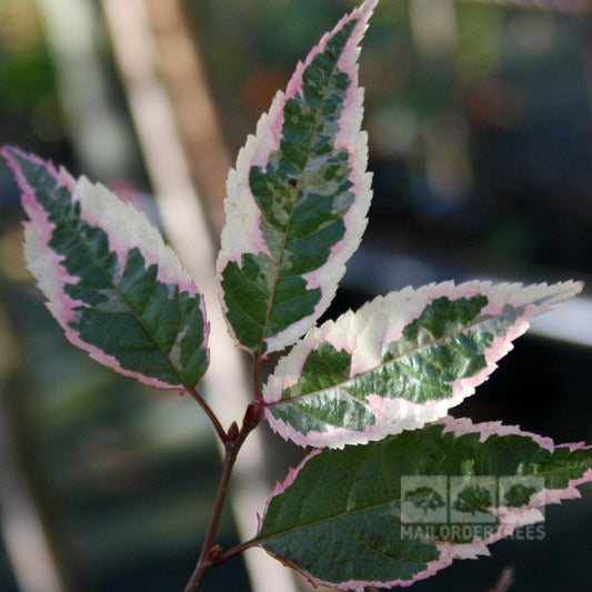 Prunus Okame Harlequin - Flowering Cherry Tree