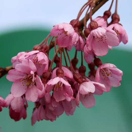 Prunus Pendula Rubra - Weeping Spring Cherry Tree