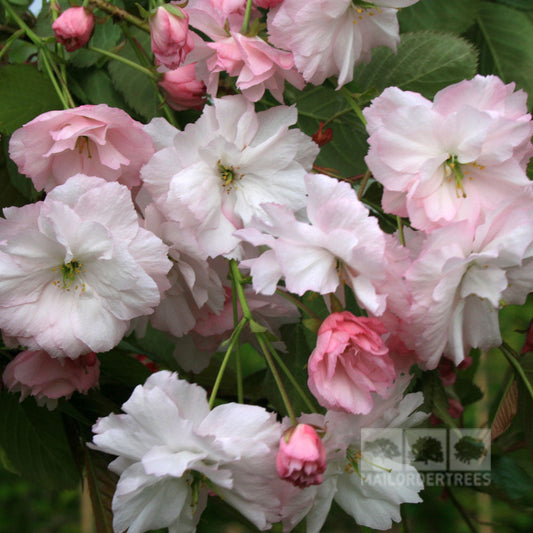 Prunus Pink Parasol - Japanese Flowering Cherry Tree
