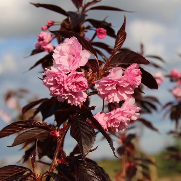 The Prunus Royal Burgundy cherry tree, with its dark foliage, stands beautifully against a cloudy sky, highlighting its stunning pink blossoms.