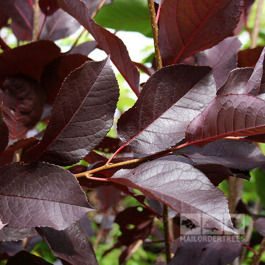 Prunus Schubert - Chokecherry Tree