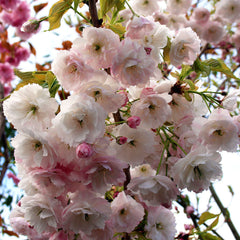 🎁 Prunus Shogetsu - Blushing Bride Flowering Cherry Tree - Mix and Match (100% off)