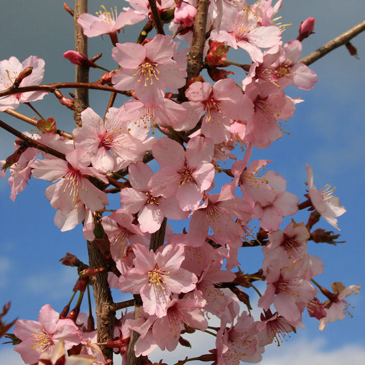 Prunus Spire - Flowering Cherry Tree - Mix and Match