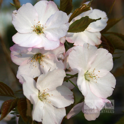 A cluster of Prunus Sunset Boulevard - Flowering Cherry Tree blossoms adorns the branch, showcasing white petals with delicate pink edges amid vibrant green leaves.
