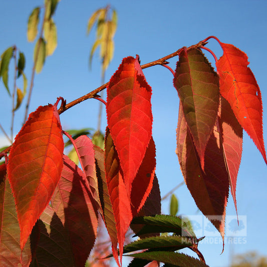 Prunus Tai Haku - Hill Cherry Tree