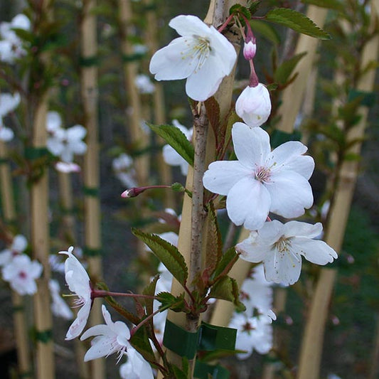 Prunus The Bride - The Bride Flowering Cherry Tree