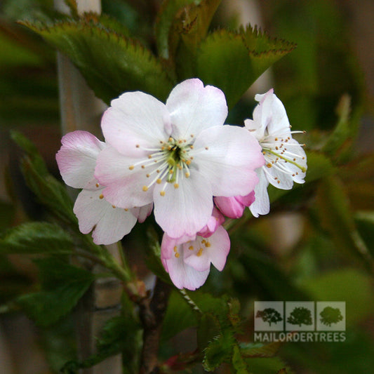 Prunus Tilstone Hellfire - Flowering Cherry Tree