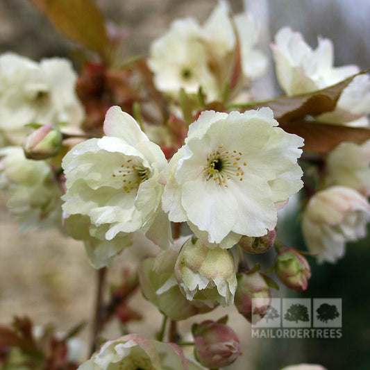 Prunus Ukon - Flowering Cherry Tree