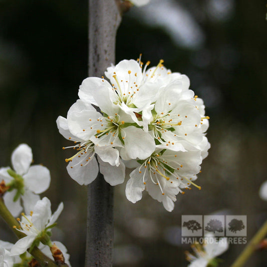 Prunus Victoria - Victoria Plum Tree