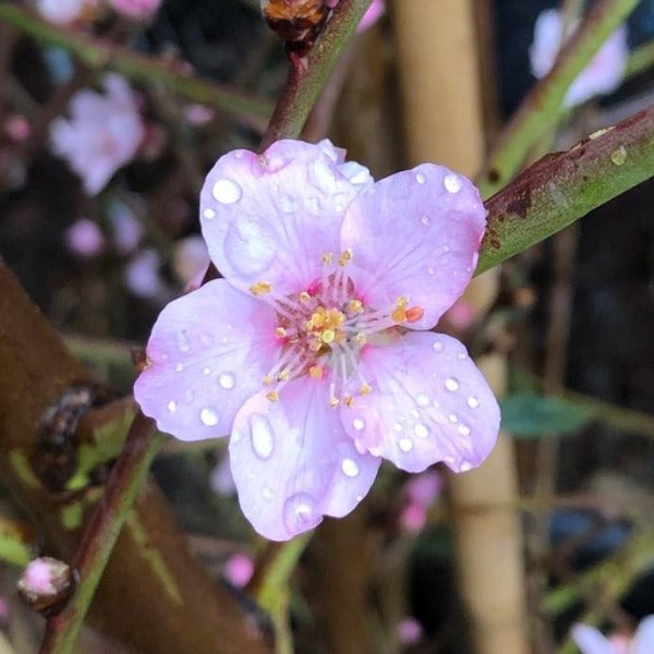 Close-up of a pink flower with raindrops, surrounded by green and brown stems, reminiscent of the delicate blooms on the Prunus dulcis - Flowering Almond Tree.