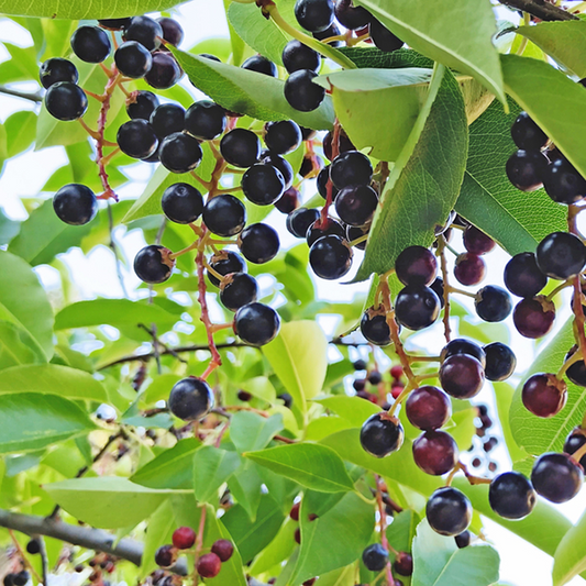 Prunus padus - Bird Cherry Tree