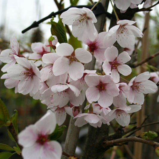 Prunus x Yedoensis - Tokyo Cherry Tree - Mix and Match