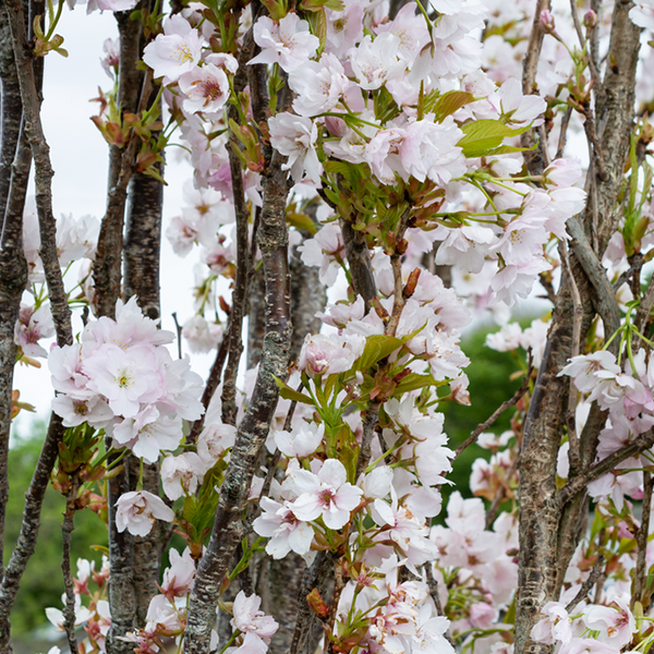 Prunus Amanogawa - Japanese Flowering Cherry Tree