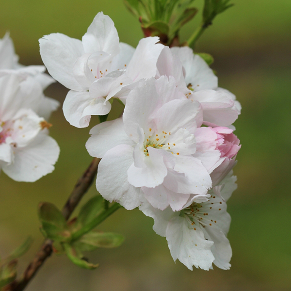 Prunus Amanogawa - Japanese Flowering Cherry Tree