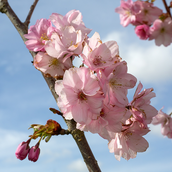 Prunus Beni Yutaka - Flowering Cherry Tree