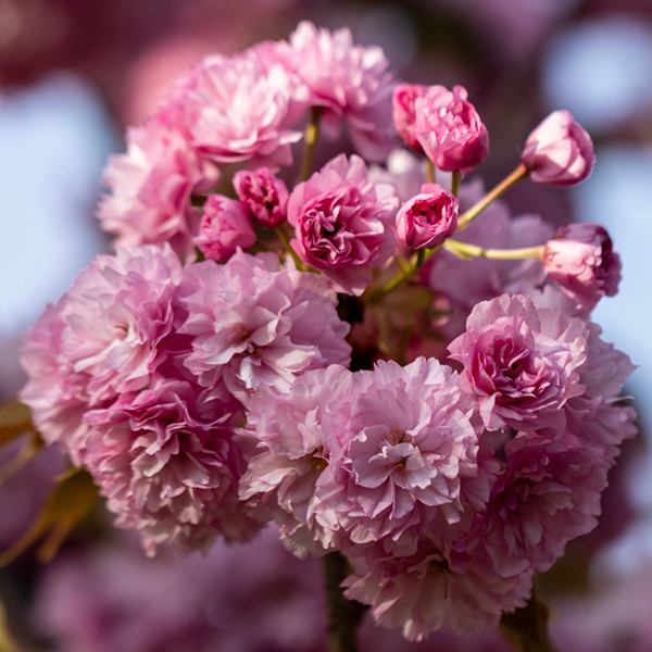 Prunus Candy Floss - Flowering Cherry Tree