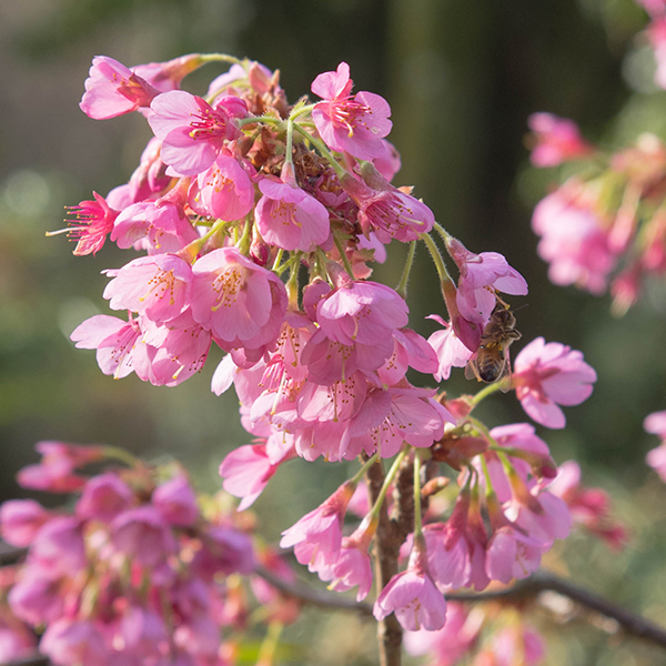 Prunus Kursar - Flowering Cherry Tree