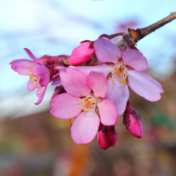Prunus Pendula Rubra - Weeping Spring Cherry Tree