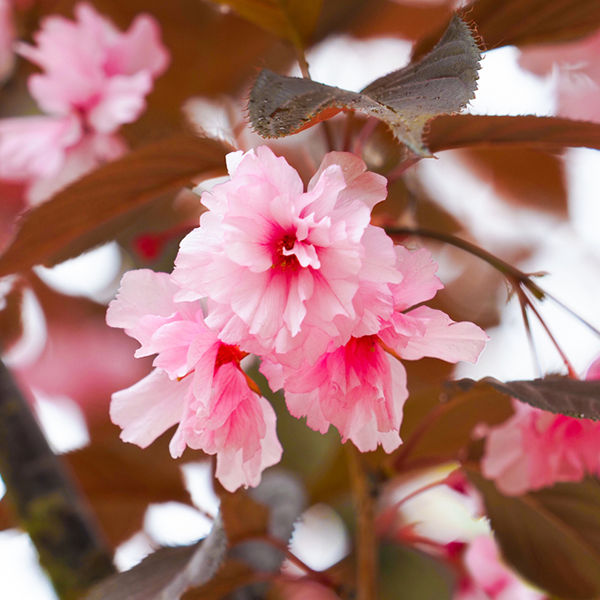 Prunus Royal Burgundy - Flowering Cherry Tree