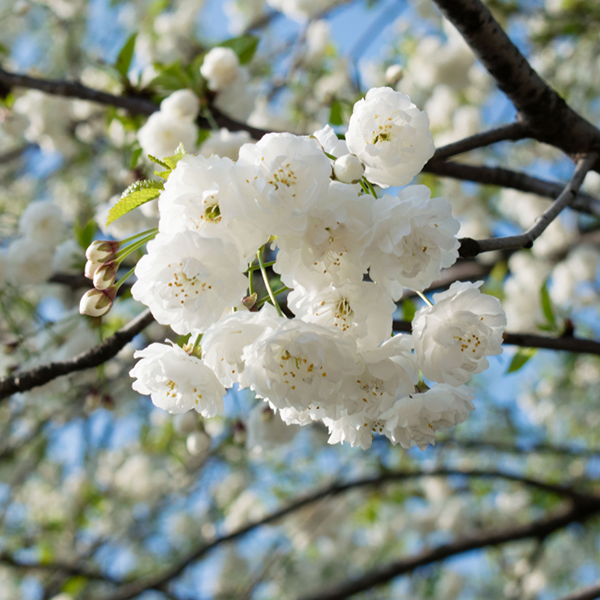 Prunus Shirotae - Flowering Cherry Tree