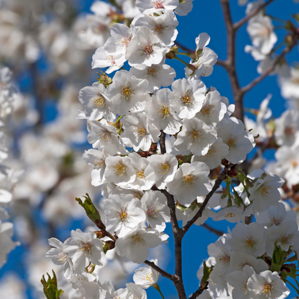 Prunus Snow Goose - Flowering Cherry Tree