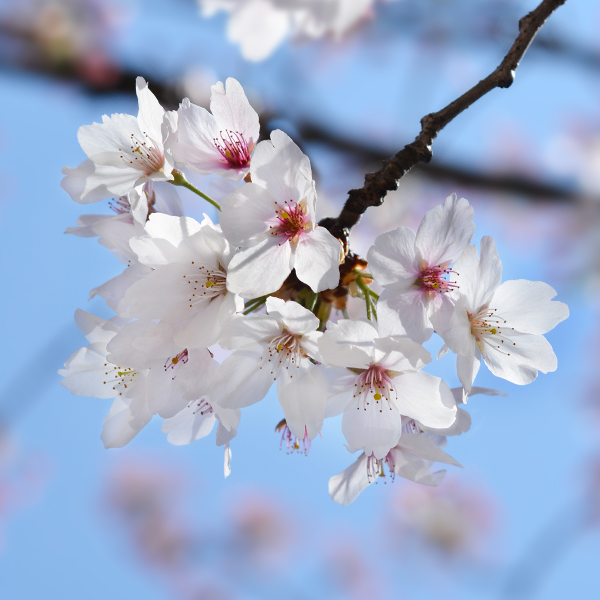 Prunus x Yedoensis - Tokyo Cherry Tree