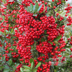 Pyracantha Red Column - Firethorn Red Column
