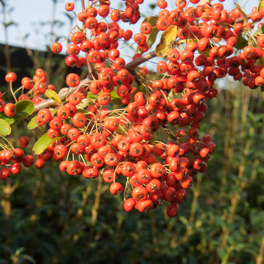 Pyracantha Saphyr Orange Cadange - Firethorn Sapyhr Orange