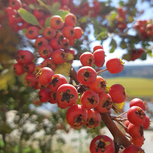 Pyracantha Saphyr Rouge Cadrou - Firethorn Saphyr Rouge