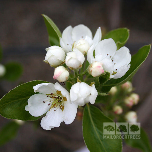 Pyrus Beth - Beth Pear Tree
