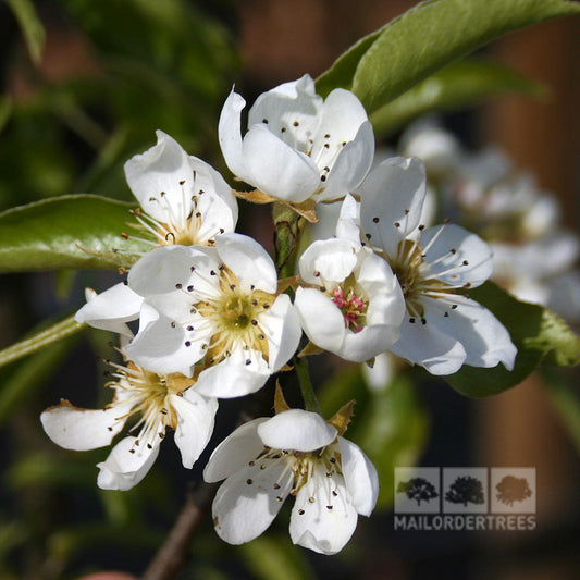 Pyrus Doyenne du Comice - Comice Pear Tree