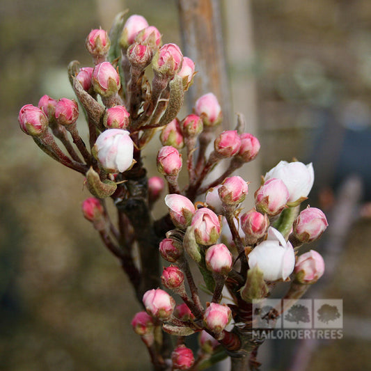 Pyrus Sensation - Sensation Pear Tree