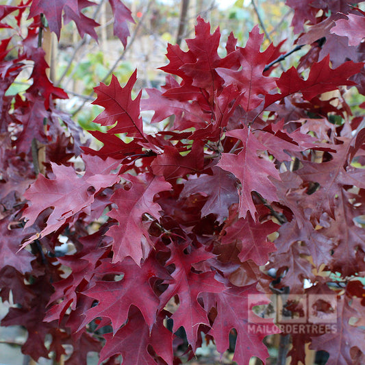 Quercus coccinea - Scarlet Oak Tree