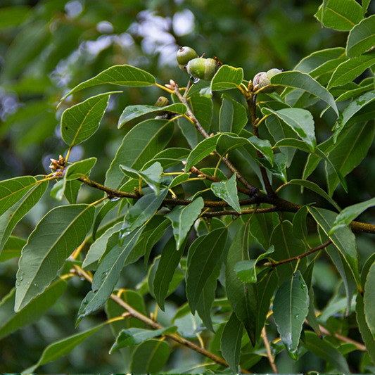 Quercus myrsinifolia - Bamboo Leaved Oak Tree