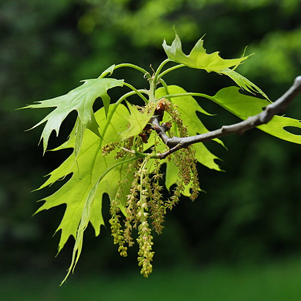 Quercus Rubra - green leaves