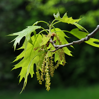 Quercus Rubra - green leaves