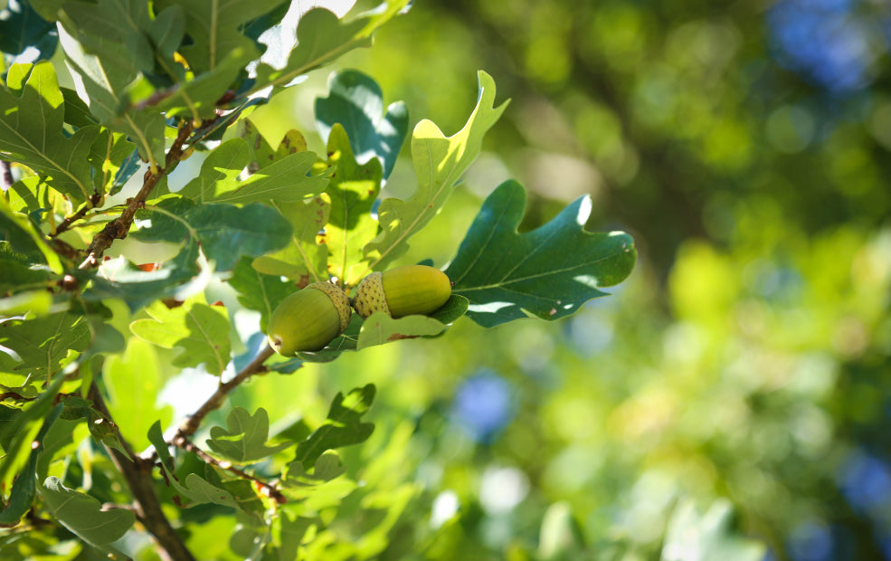 Quercus: A Tree of Heritage and Grandeur.