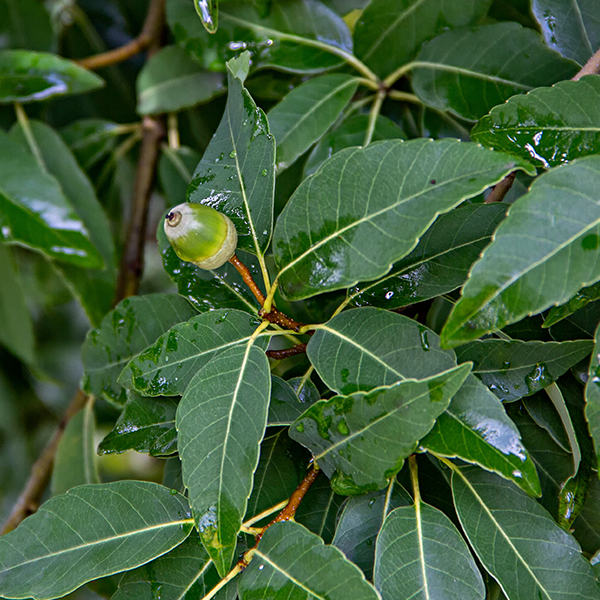Quercus myrsinifolia - Bamboo-Leaved Oak Tree