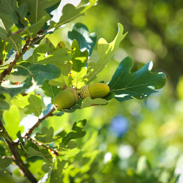 Quercus robur - English Oak Tree