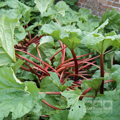 Rheum Timperley Early - Rhubarb