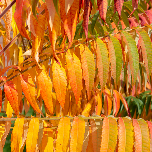 Rhus glabra Laciniata - Stag's Horn Sumach/Fire Fern