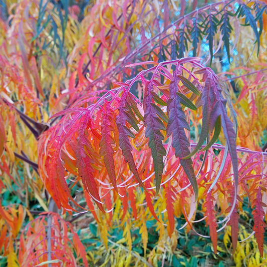 Rhus glabra Laciniata - Stag's Horn Sumach/Fire Fern
