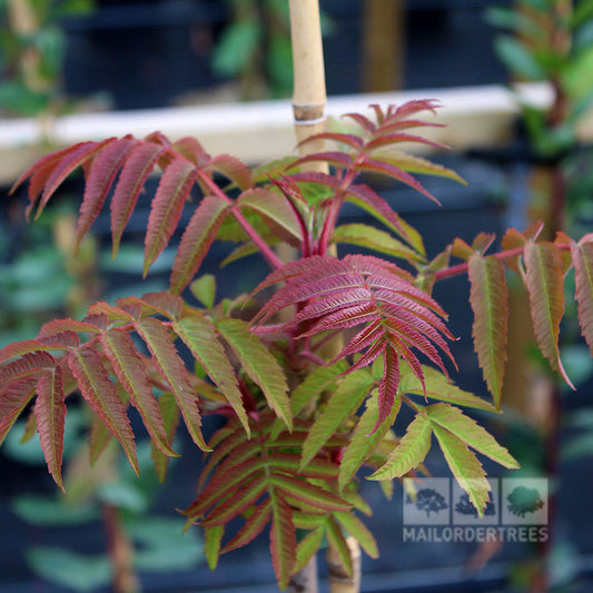 Rhus typhina - Stag's Horn Sumach