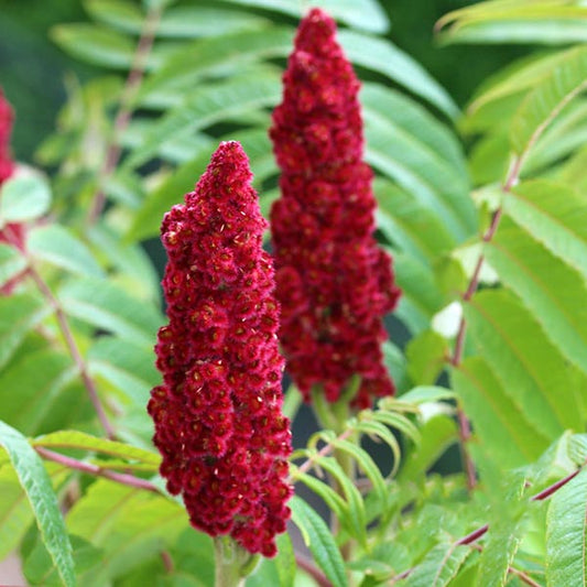 Rhus typhina - Stag's Horn Sumach