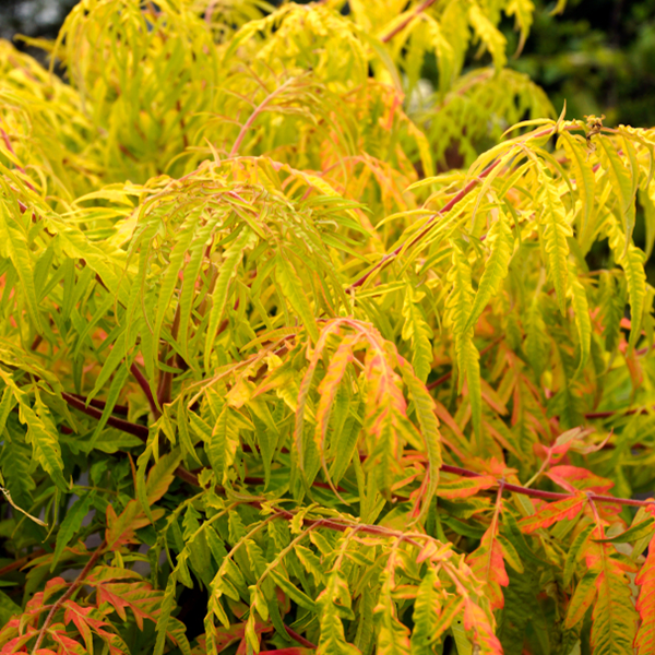 The architectural plant features vibrant autumn leaves in shades of green, yellow, and orange on a bush with fern-like foliage, reminiscent of the stunning colours seen in the Rhus typhina 'Tiger Eyes' - Stag's Horn Sumach.