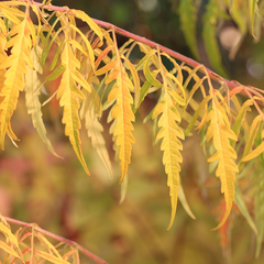 Rhus typhina 'Tiger Eyes' - Stag's Horn Sumach