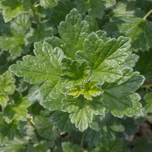 Ribes Hinnonmaki Green - Gooseberry Hinnonmaki Green